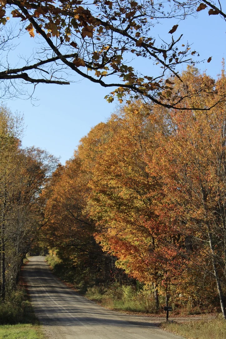 Autumn dirt road leading through the Northern Vermont woods