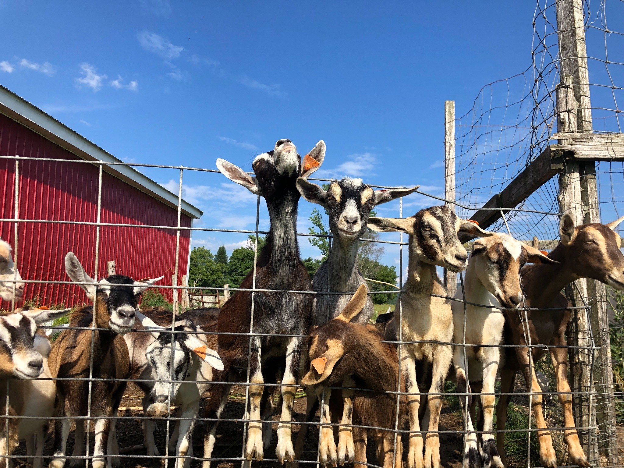 Young goats gathered at the fence at Boston Post Dairy in Enosburg Falls, Vermont